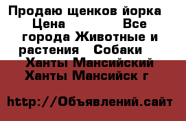 Продаю щенков йорка › Цена ­ 10 000 - Все города Животные и растения » Собаки   . Ханты-Мансийский,Ханты-Мансийск г.